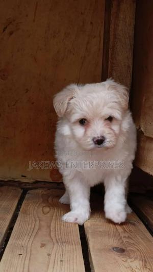 1-3 months Female Purebred Havanese - thumbnail 2