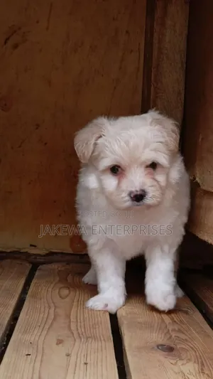 1-3 months Female Purebred Havanese