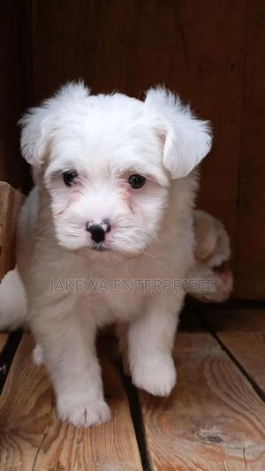 1-3 months Male Purebred Havanese - thumbnail 2