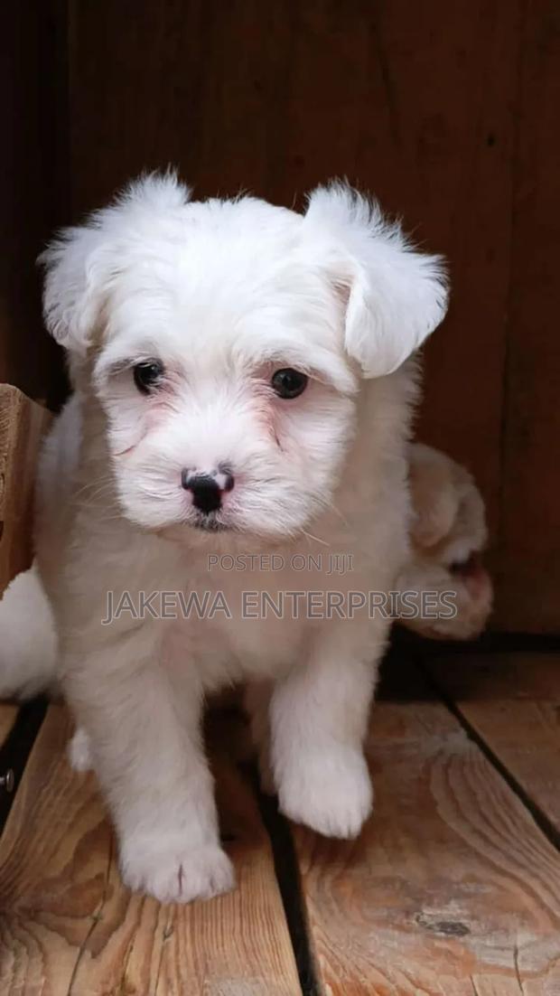 1-3 months Male Purebred Havanese - main view