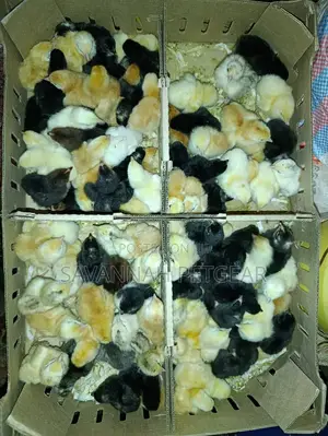 Day-Old-Chick Sasso Bird - 100 F1 Chicks