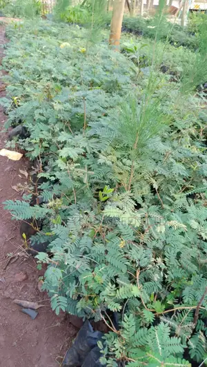 Tamarind Seedlings