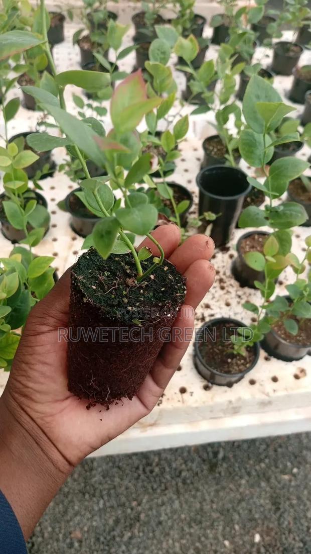Blueberry Seedlings - thumbnail 2