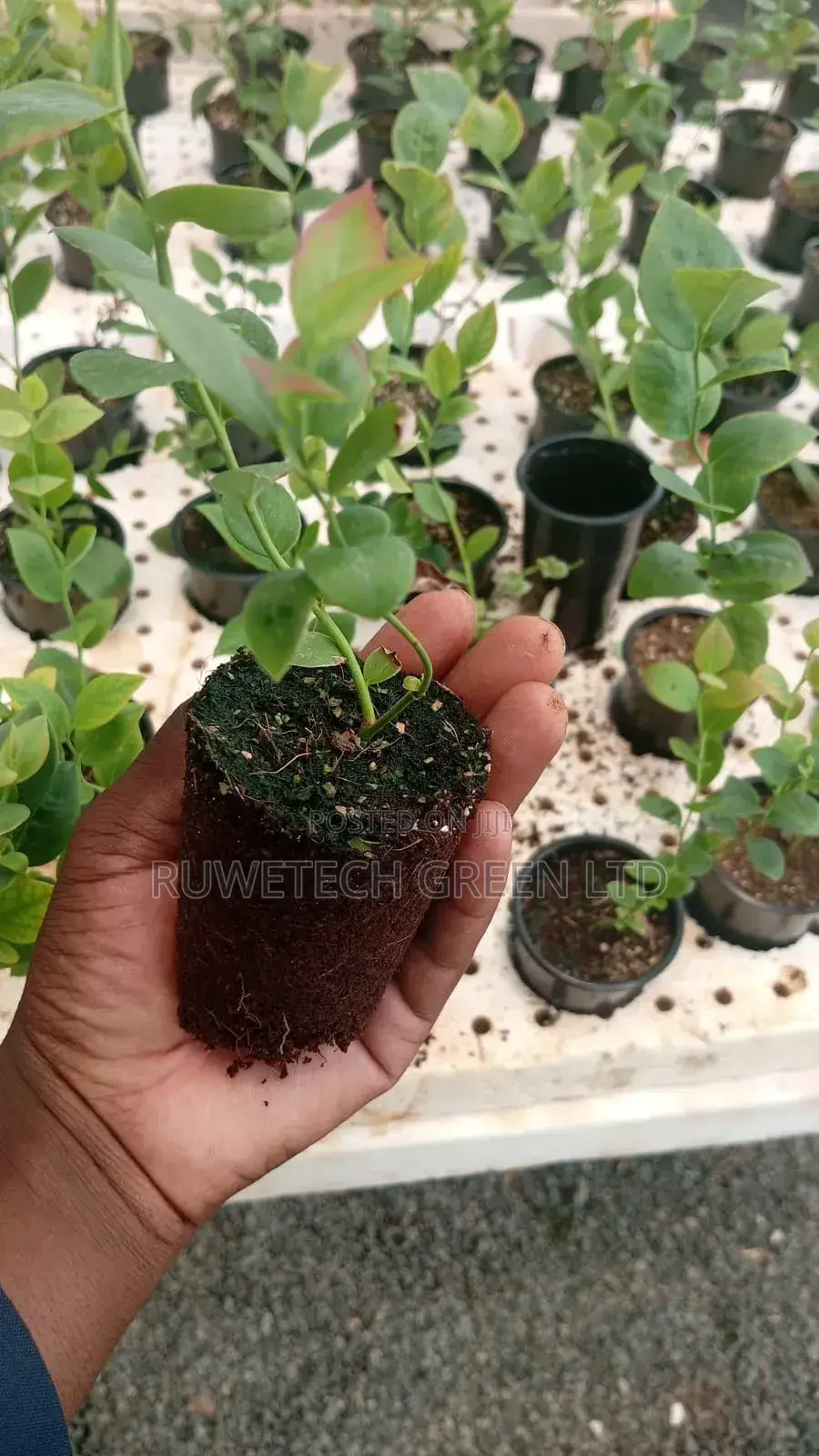 Blueberry Seedlings