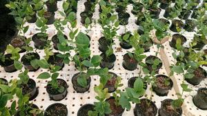 Blueberry Seedlings - main view