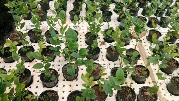 Blueberry Seedlings