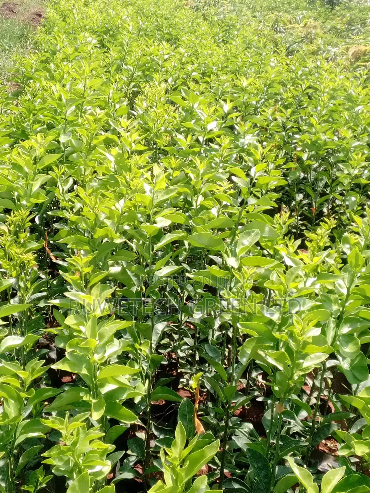 Seedless Pixie Oranges Seedlings