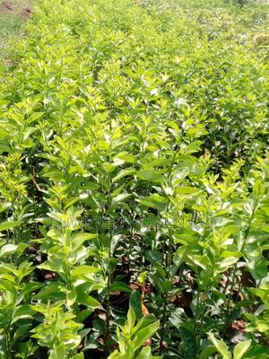 Seedless Pixie Oranges Seedlings - main view