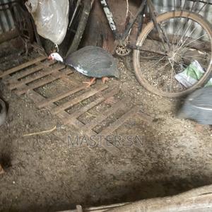 2 Male Guinea Fowl - main view
