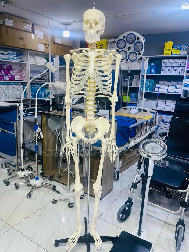 Human Training Skeleton 188cm - main view