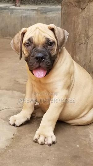 1-3 months Male Purebred Boerboel - thumbnail 2