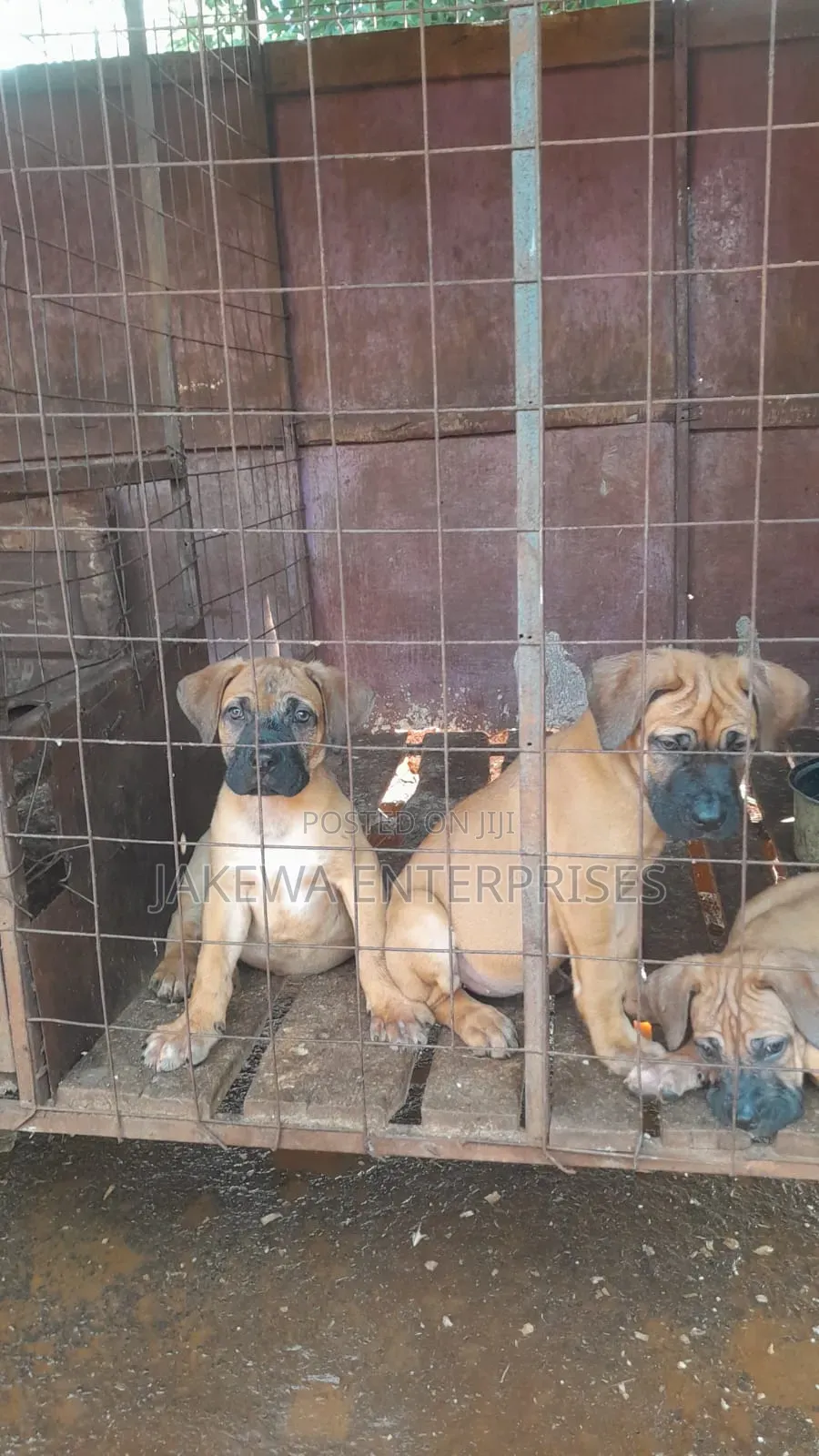 1-3 months Female Purebred Boerboel