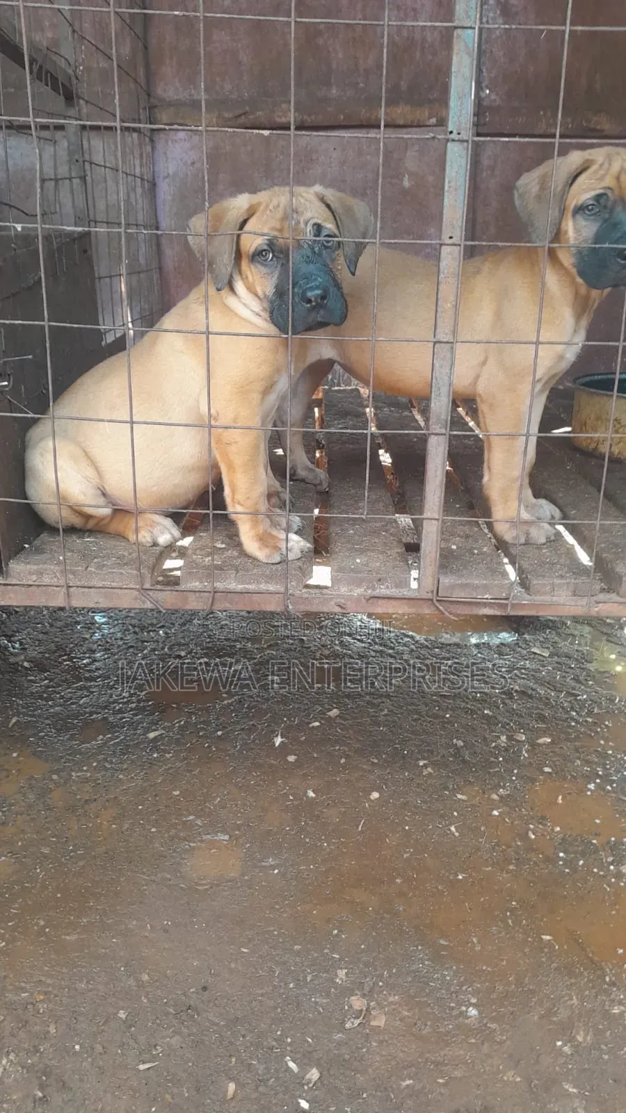 1-3 months Male Purebred Boerboel