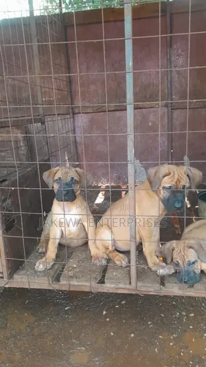 1-3 months Female Purebred Boerboel