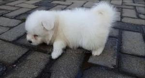 1-3 months Male Purebred Havanese - main view