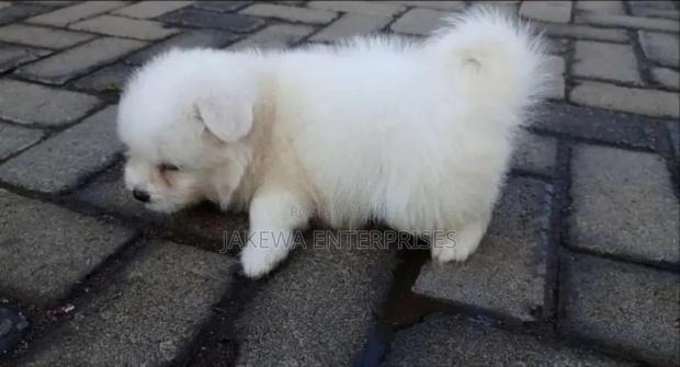 1-3 months Male Purebred Havanese