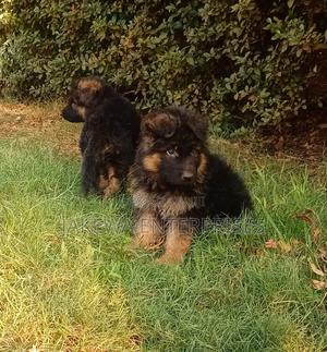 1-3 months Female Purebred German Shepherd - main view