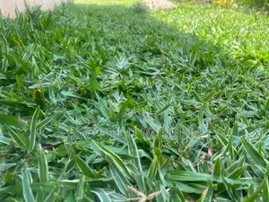 Variegated Pemba Grass,Zimbabwe,Arabic Grass 