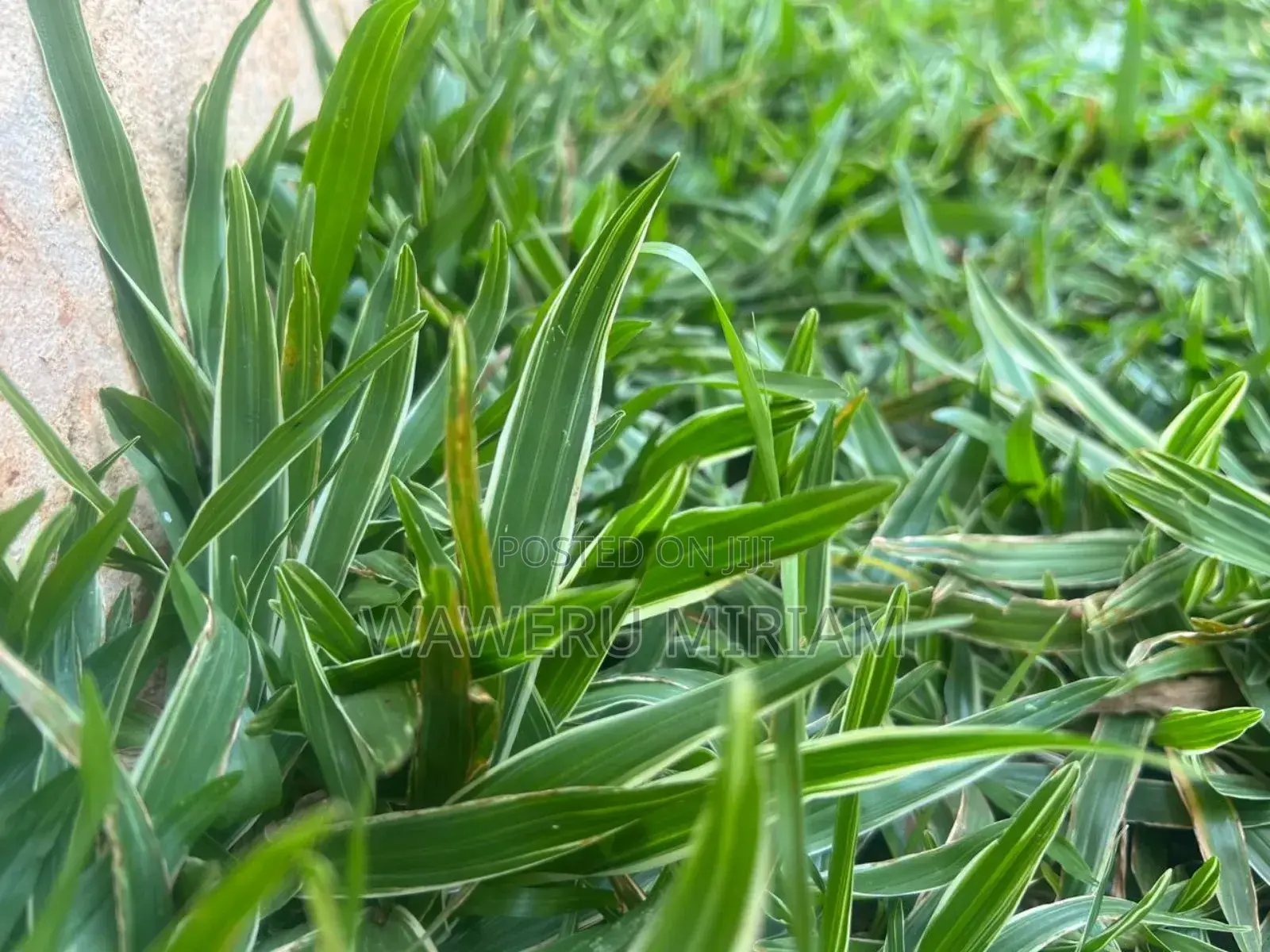 Variegated Pemba Grass,Zimbabwe,Arabic Grass 