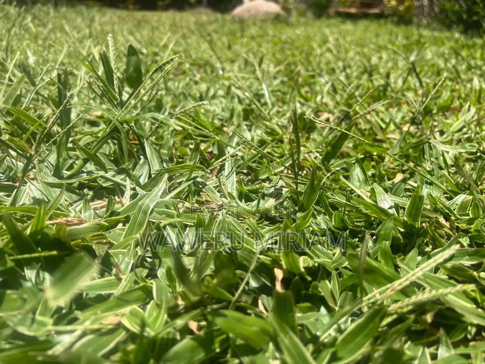 Variegated Pemba Grass,Zimbabwe,Arabic Grass 