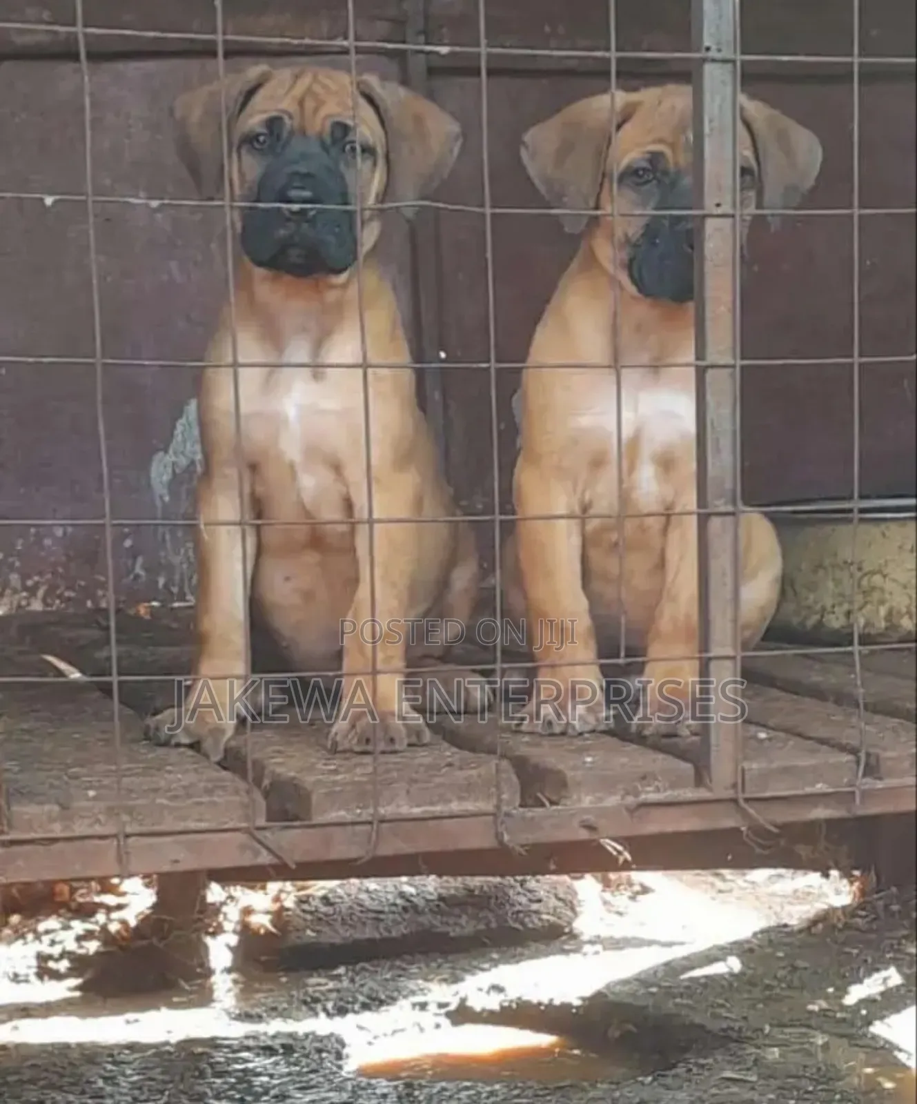 1-3 months Male Purebred Boerboel