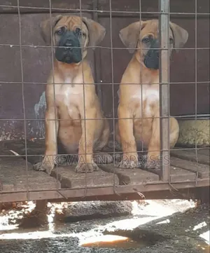 1-3 months Male Purebred Boerboel