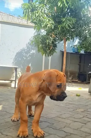 1-3 months Male Purebred Boerboel