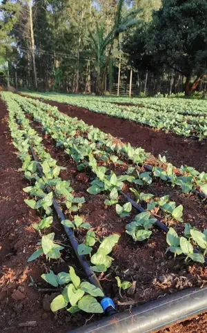 Drip System Set 1acre