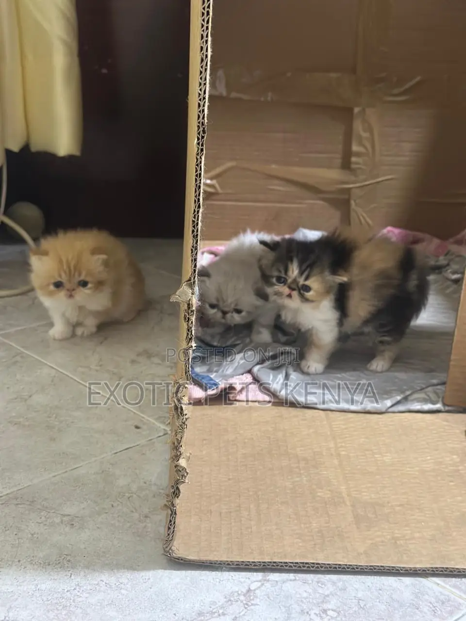 0-1 month Male Purebred Persian