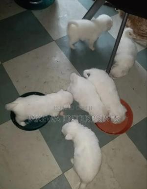 1-3 months Male Purebred Japanese Spitz - thumbnail 2