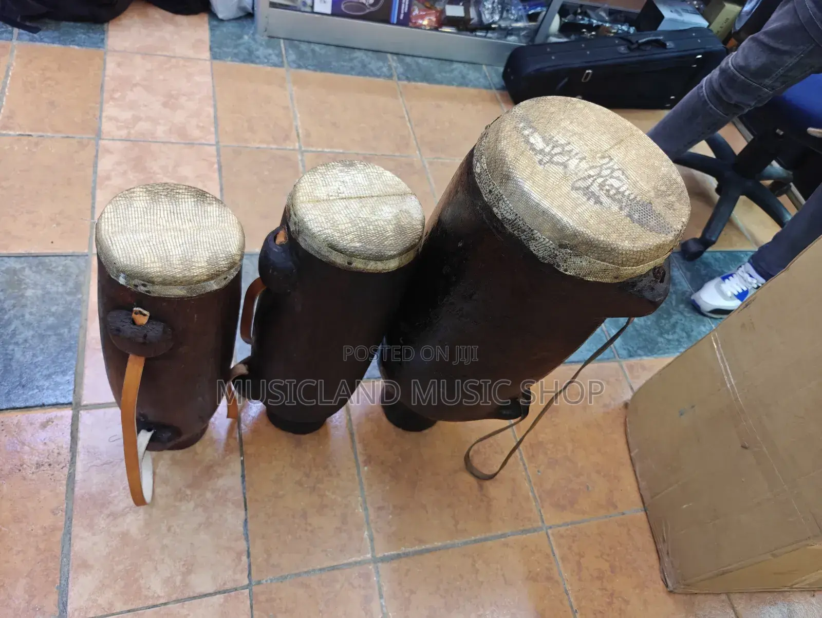Isikuti Drum Monitor Lizard