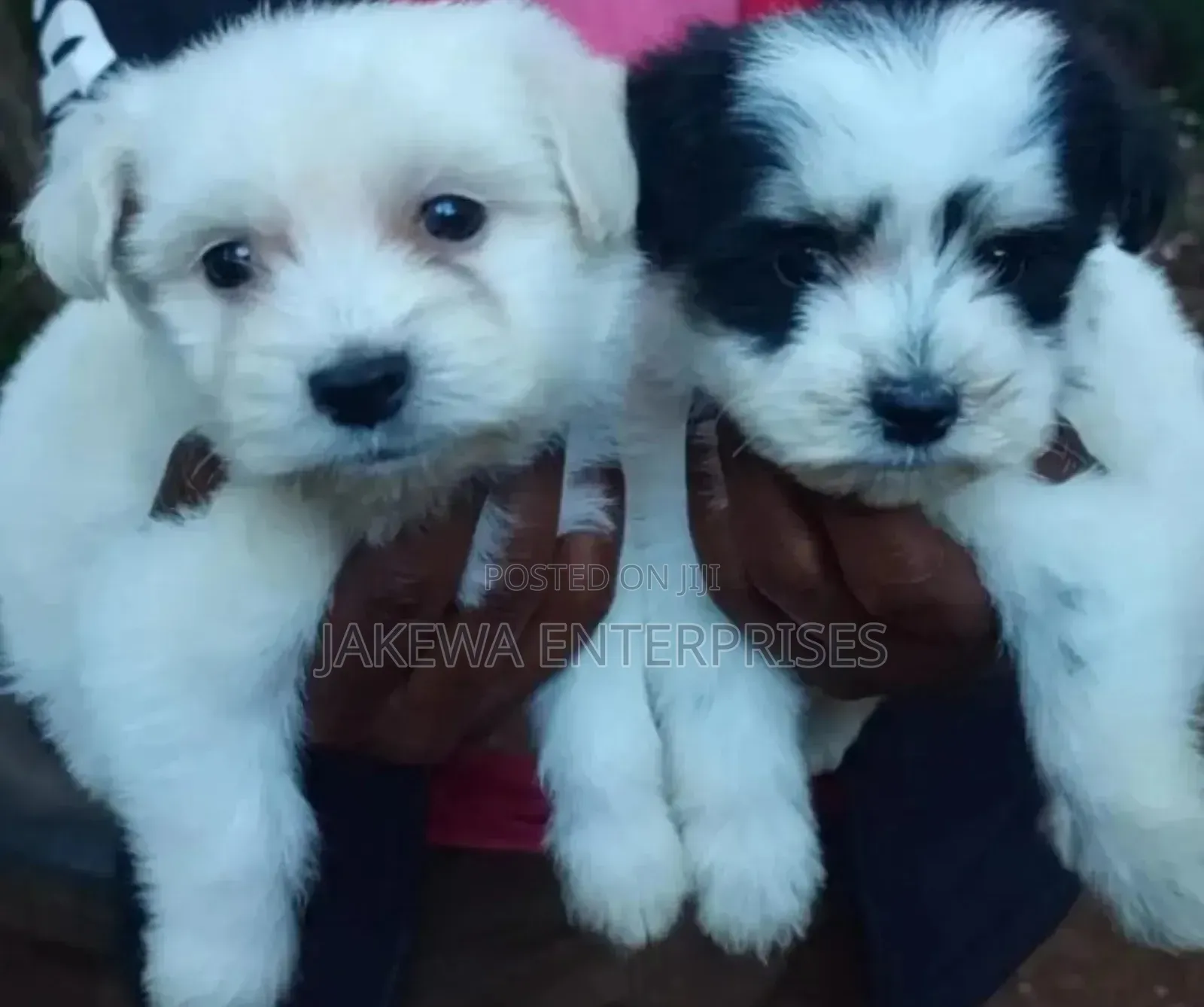 1-3 months Female Purebred Havanese