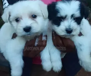 1-3 months Female Purebred Havanese