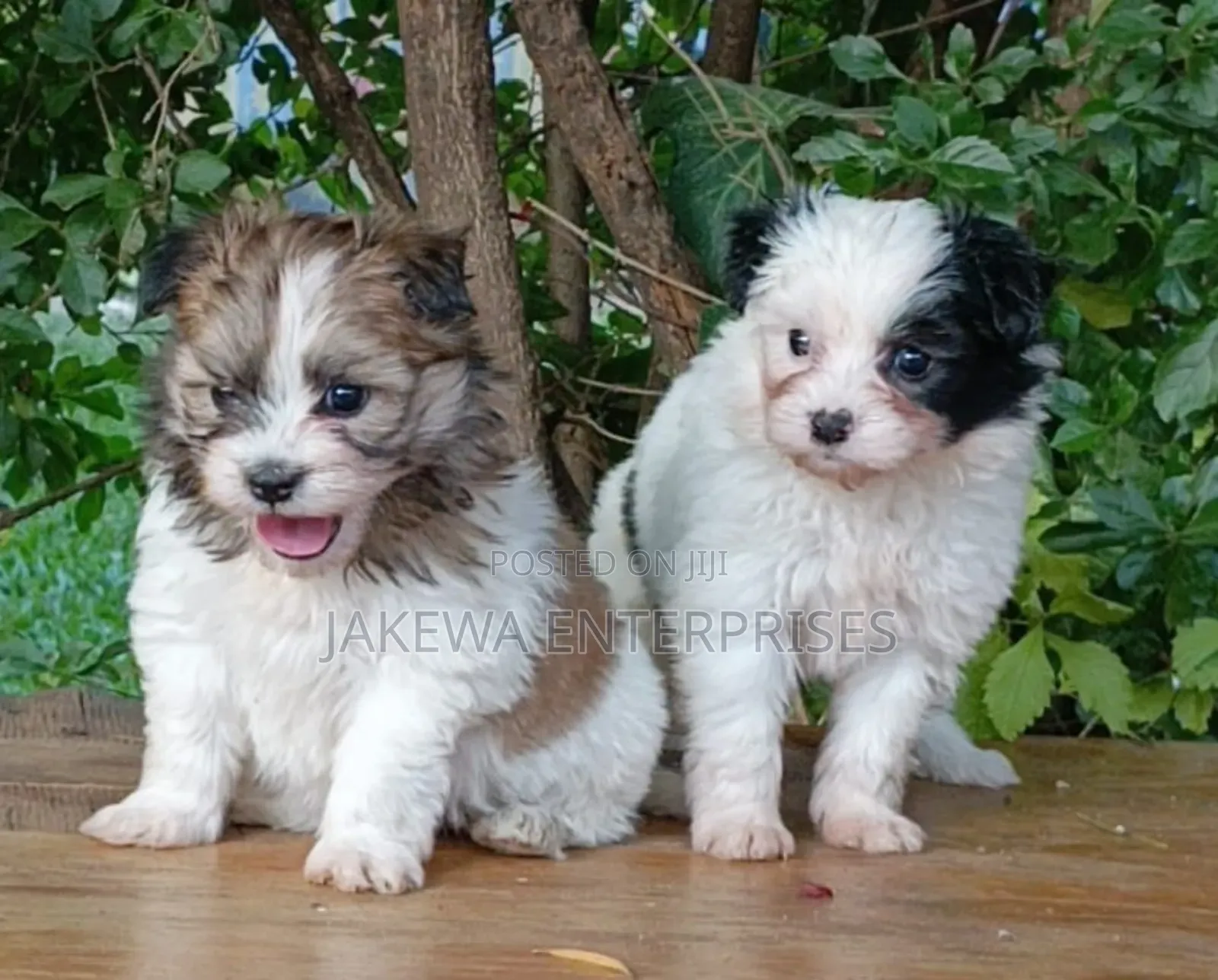 1-3 months Female Purebred Havanese