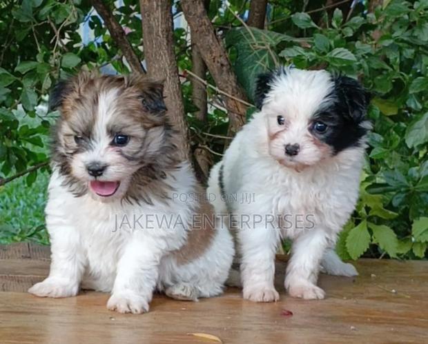 1-3 months Female Purebred Havanese