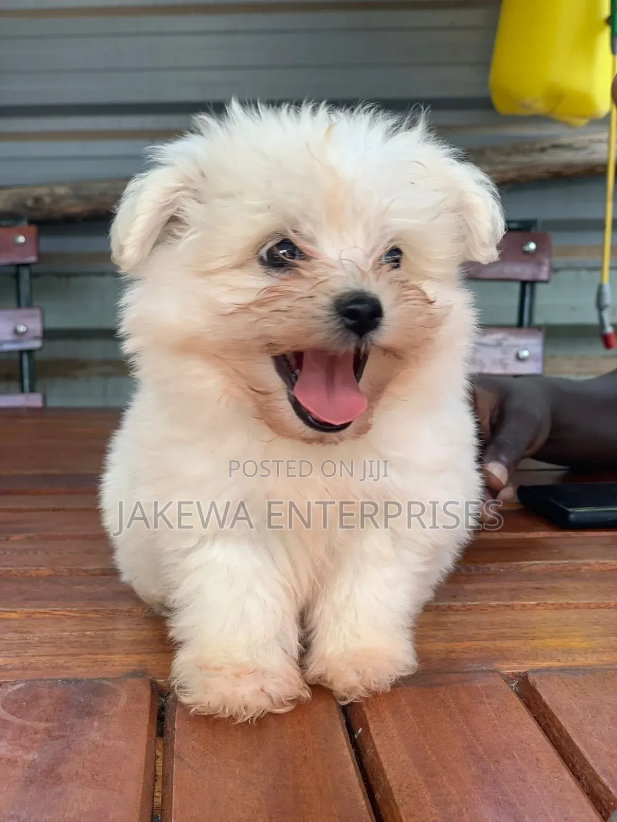 1-3 months Male Purebred Havanese