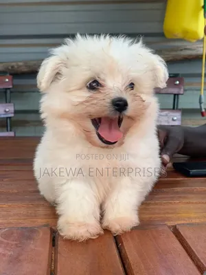 1-3 months Male Purebred Havanese