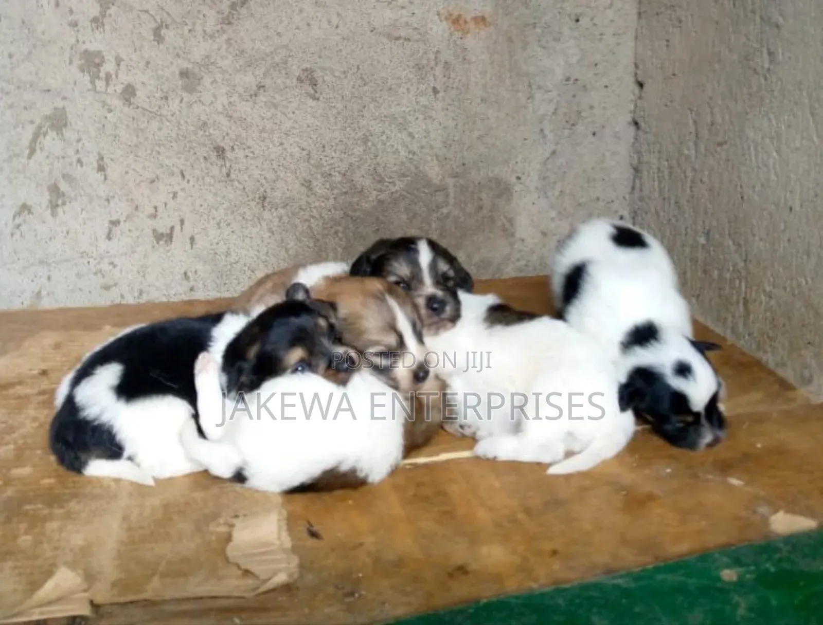 1-3 months Female Purebred Havanese