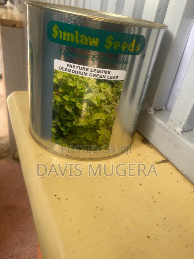 Desmodium Green Leaf Pasture Legume - 1kg - main view