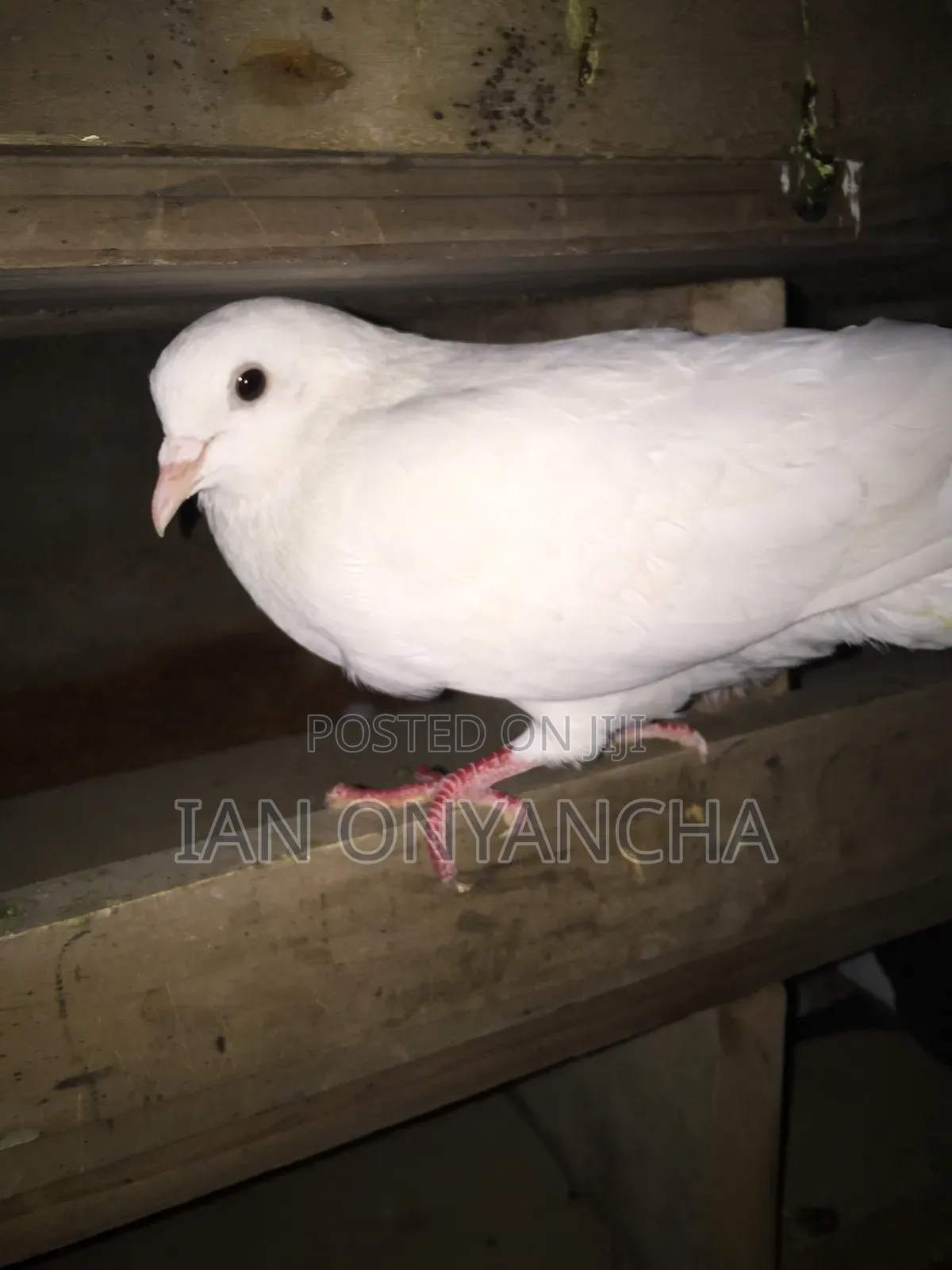 White Pigeons
