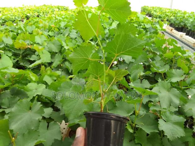 Red and White Grapes - thumbnail 3