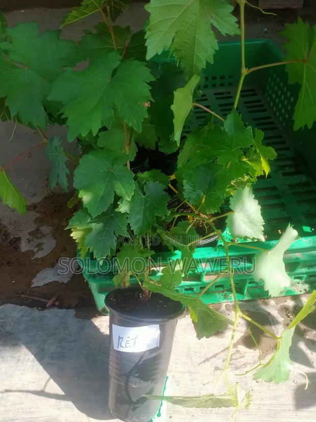 Red and White Grapes - thumbnail 4