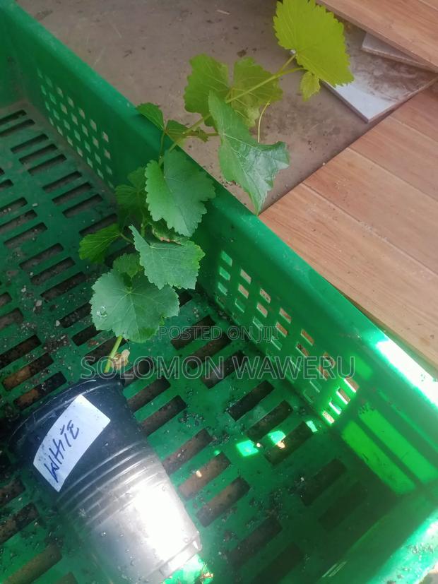 Red and White Grapes - thumbnail 5