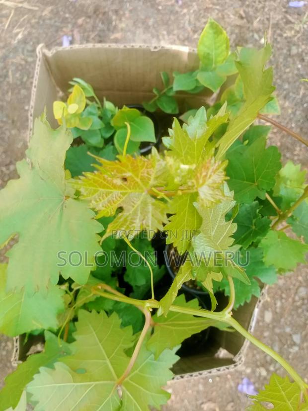 Red and White Grapes - thumbnail 6