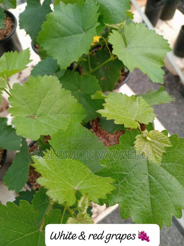 Red and White Grapes - thumbnail 7