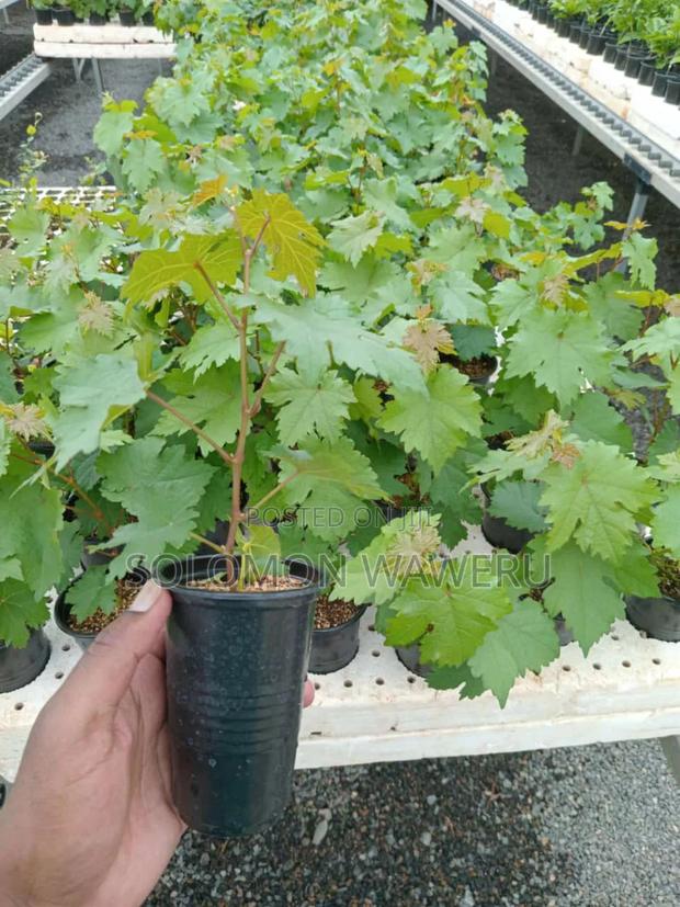 Red and White Grapes - thumbnail 8