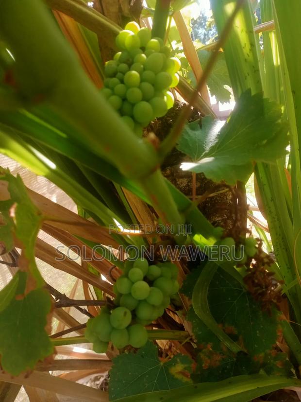 Red and White Grapes - thumbnail 9