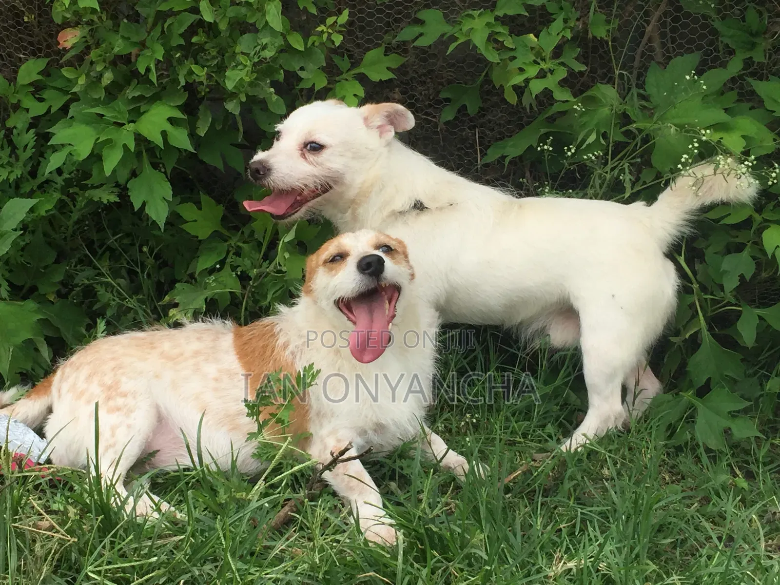 6-12 months Male Mixed Breed Jack Russell Terrier