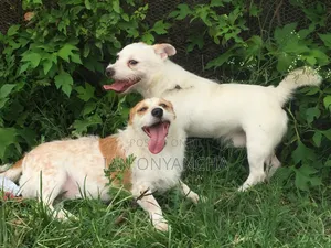 6-12 months Male Mixed Breed Jack Russell Terrier