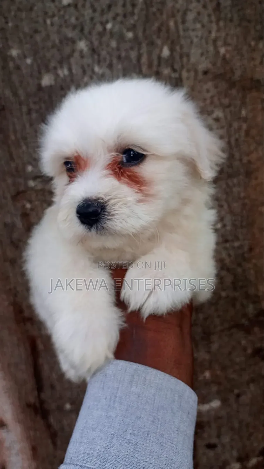 1-3 months Male Purebred Havanese